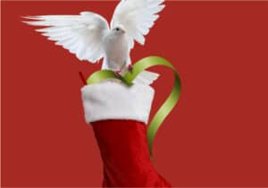 A white dove perches on a Christmas stocking while political divide rages on, reminding us of peace. #AllIWantforChristmas